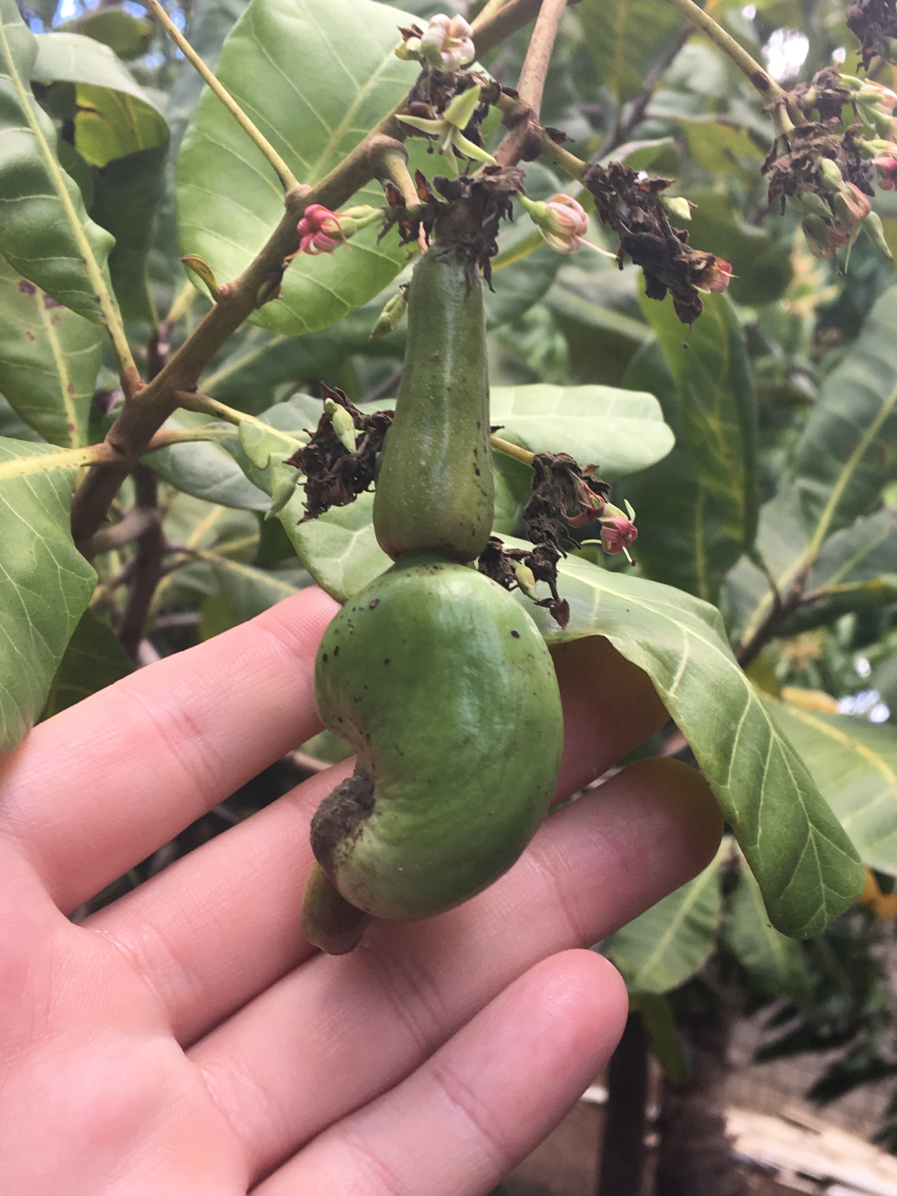 Hugues had a farm where he was experimenting with what he could grow the best. Cashews grew great. We had several meals a week that had a cashew sauce on it.